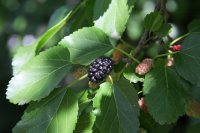 mulberry-tree-2447387_640.jpg