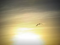 gaviota.jpg