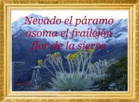 frailejon m.jpg