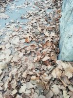 IMG_20201112_084524.jpg