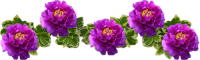 morada2.png