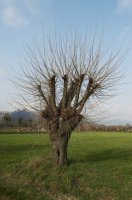 prune-mulberry-398x600.jpg