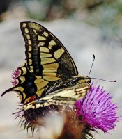 IMG_3889.JPG