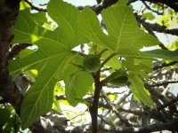 fig-tree-gfb2c758aa_640.jpg