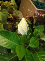 gardenia.jpg