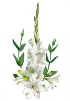 gladiola3.jpg