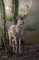 Belleza natural..jpg