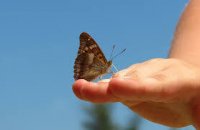 niño-mariposa.jpg
