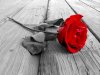 rose-3.jpg