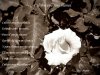 Cultivo-una-rosa-blanca.jpg