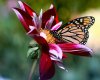 Flores y mariposas.jpg
