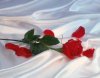 Fotos-de-Rosas.jpg