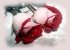 rosas.jpg