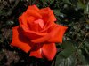 rosa_Alexander_1.jpg