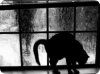 Los-gatos-de-Ulthar1.jpg