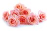 www.BancodeImagenesGratuitas.com -Flores-19.jpg