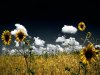 Nubes y girasoles.jpg