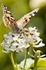 mariposa_libando.jpg