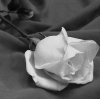 rosa_blanca-1.jpg