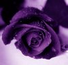 rosa_morada%u00255B1%5D.jpg