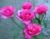 rosas-jorgefzm.jpg