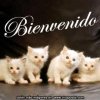 bienvenido_a_3.jpg