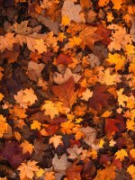 autumn-111315_1280.jpg