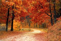 fall-autumn-red-season.jpg