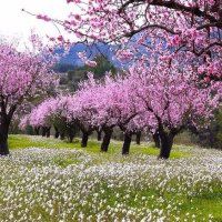 almendros en flor.jpg