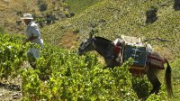 Vendimia-artesanal-Axarquia-malaguena_1396070918_110452761_667x375.jpg