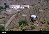 cabando las viñas con azadón.jpg