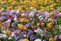 freesia-2608514_1920-1024x683.jpg