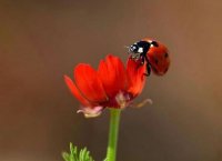Bellos Insectos.jpg