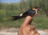 golondrina-daurica-tz.jpg