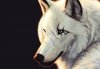 Lobo-1920x1200-extrafondos-com.jpg