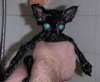gatos-agua-bano-mojados.jpg