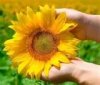 GIRASOL.jpg