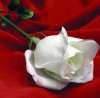 rosa_blanca.jpg