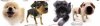 perritos-lindos - copia (2).jpg