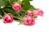 6550874-bouquet-de-rosas-rosadas-en-portarretrato-sobre-fondo-blanco.jpg