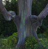 eucalipto_arcoiris_100.jpg