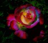 rosa-arcoiris.jpg