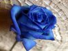 ROSA AZUL.jpg