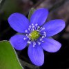 fotos-flores-azules-pq.jpg