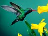Colibri-verde.jpg