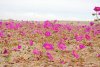 250px-Desierto_florido_2010.jpg