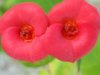 Florcita rosada-3.jpg