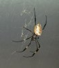 522px-Nephila-senegalensis-female-1_175530.jpg