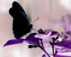 mariposa%u00252Bnegra+1.jpg