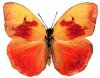 mariposa-phoebis-avellaneda-2[1].jpg